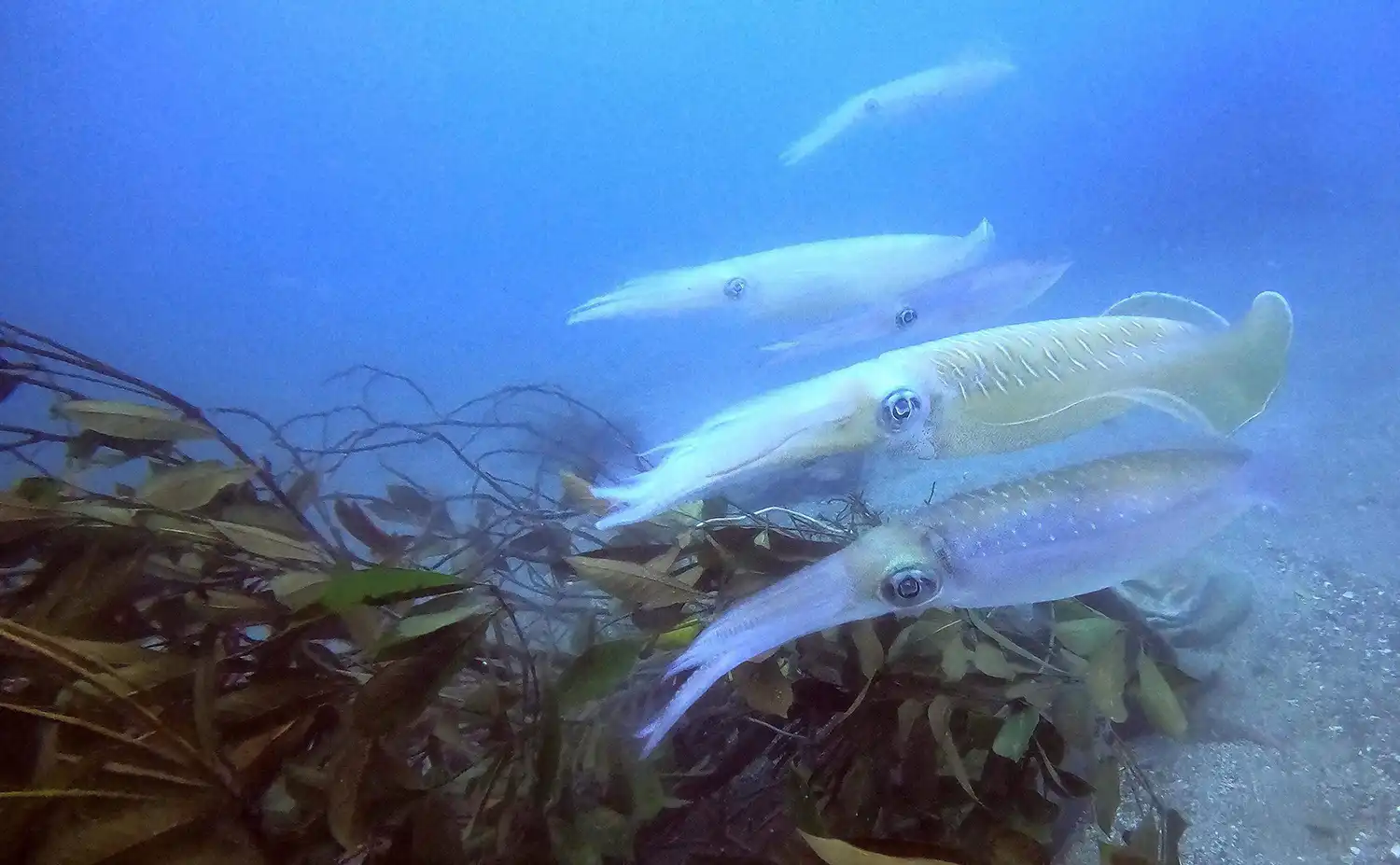 伐採した低木をアオリイカの産卵床として再利用する取り組み