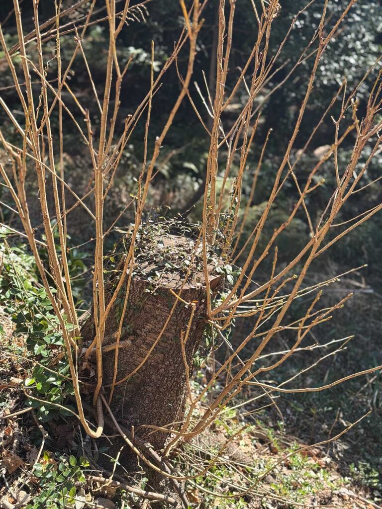 蘖（ひこばえ）と萌芽更新
