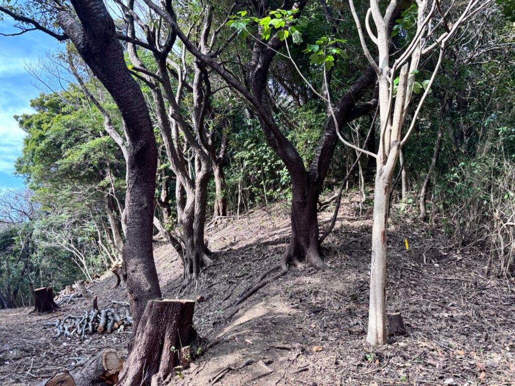 京急電鉄「三浦の森プロジェクト」の模様