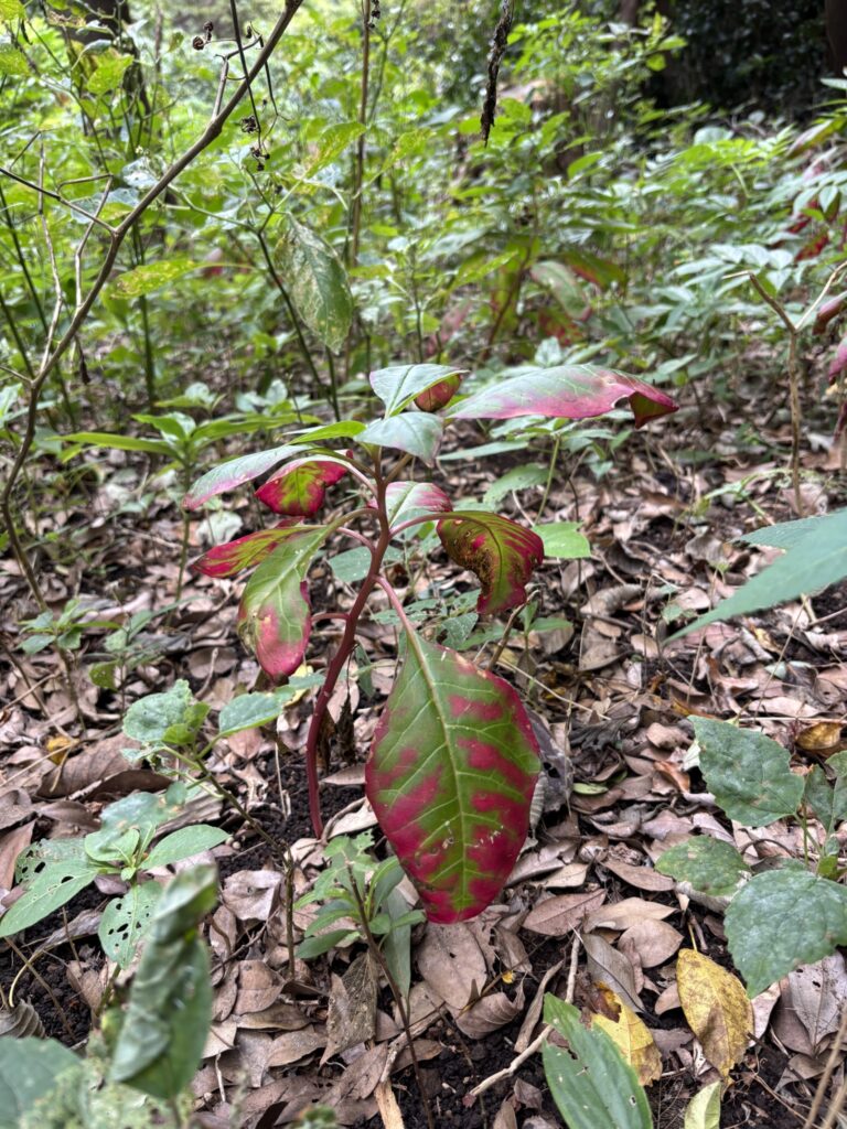 ランドアートワークショップの模様