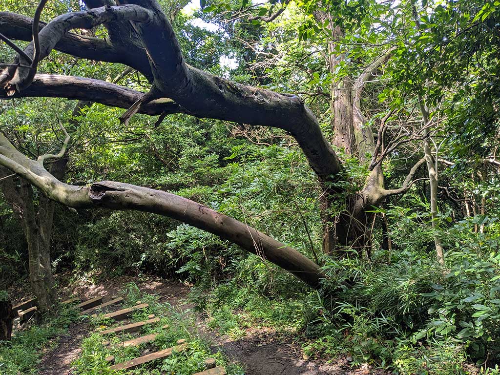 仙元山ハイキングコース内倒木処理
