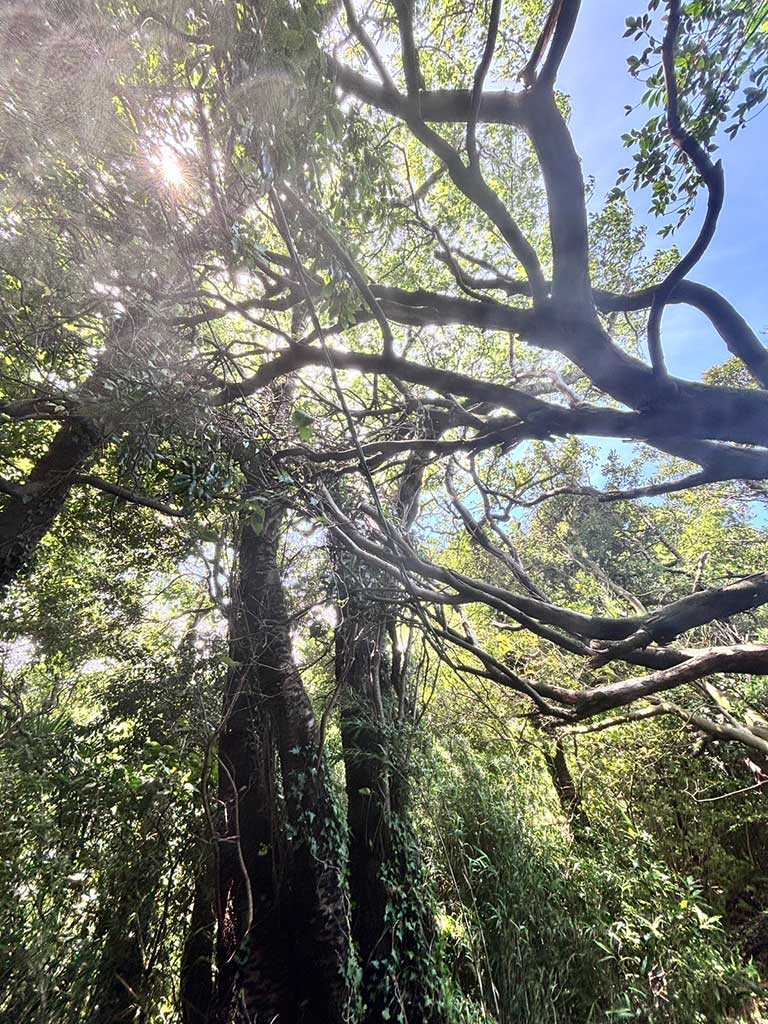 仙元山ハイキングコース内倒木処理の模様