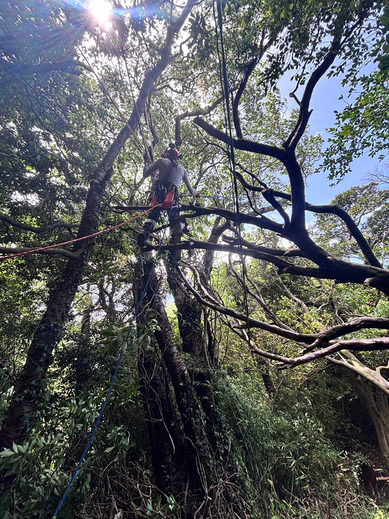 仙元山ハイキングコース内倒木処理の模様