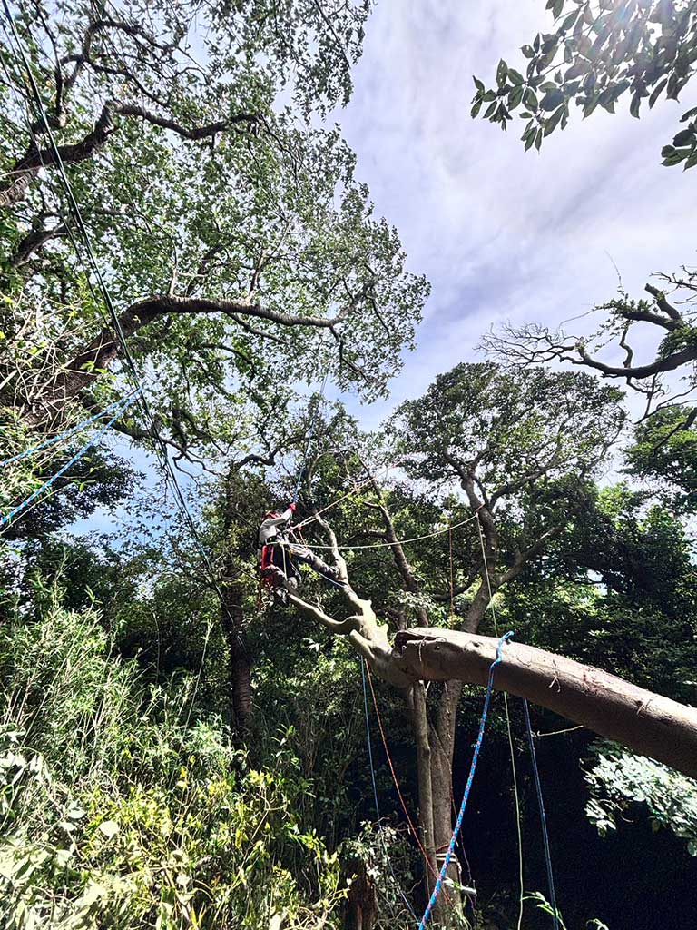 仙元山ハイキングコース内倒木処理の模様