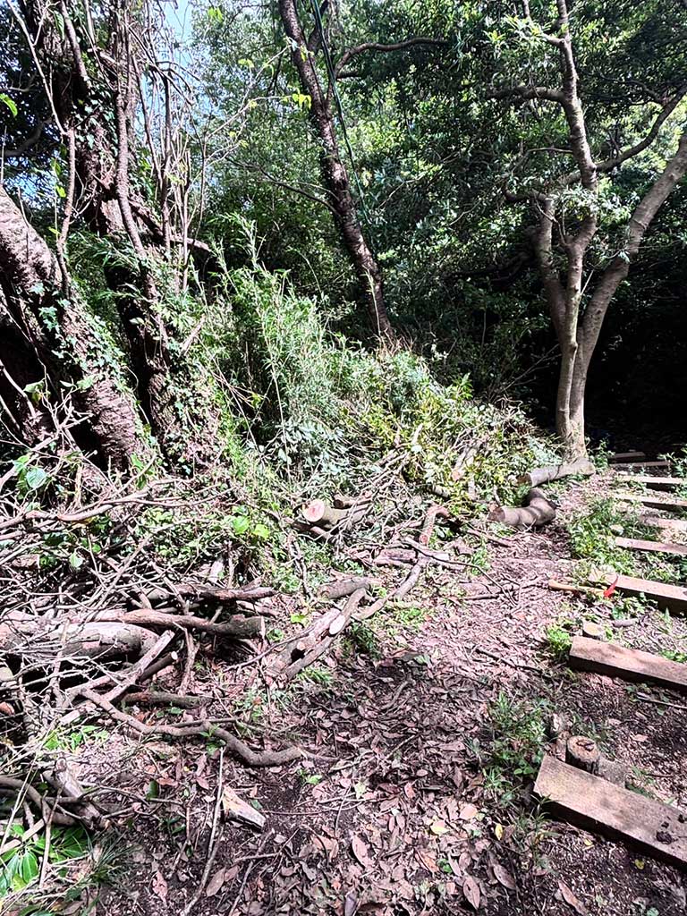 仙元山ハイキングコース内倒木処理の模様