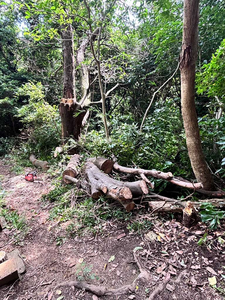 仙元山ハイキングコース内倒木処理の模様