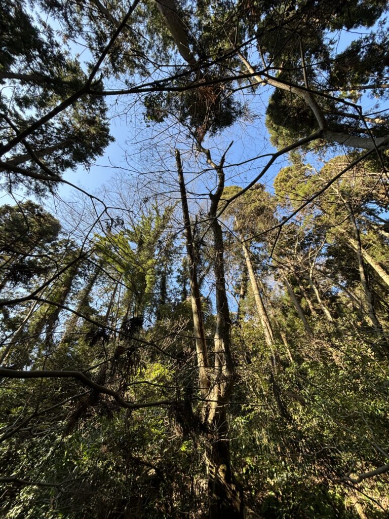 横須賀市・森林整備モデル事業の模様