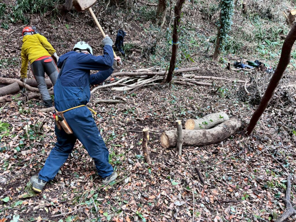 横須賀市・森林整備モデル事業の模様