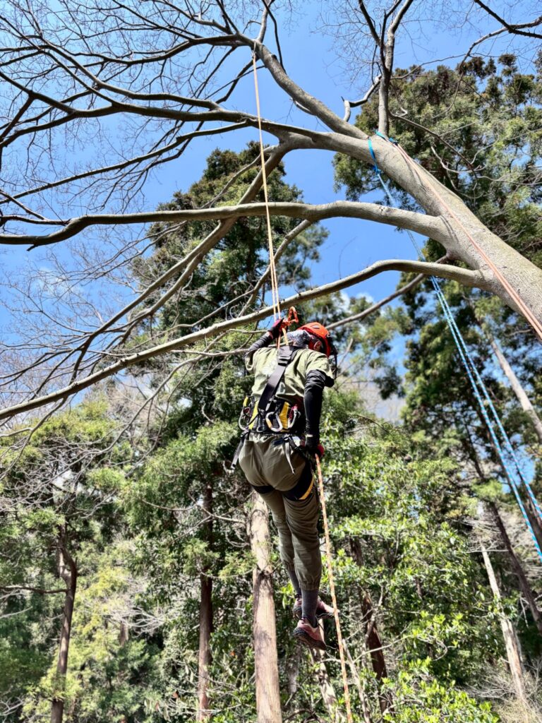 横須賀市・森林整備モデル事業の模様