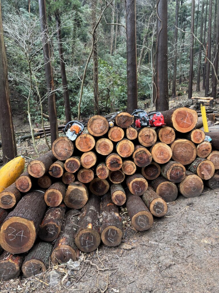 横須賀市・森林整備モデル事業の模様