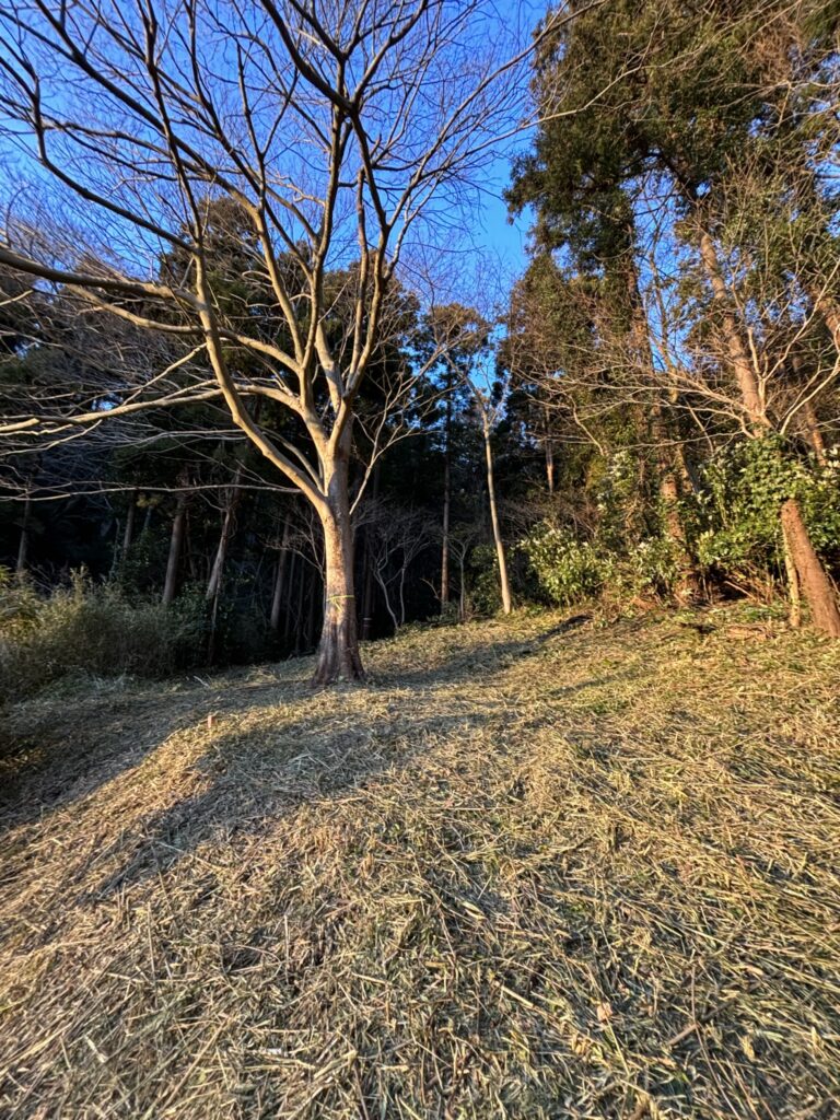 横須賀市・森林整備モデル事業の模様