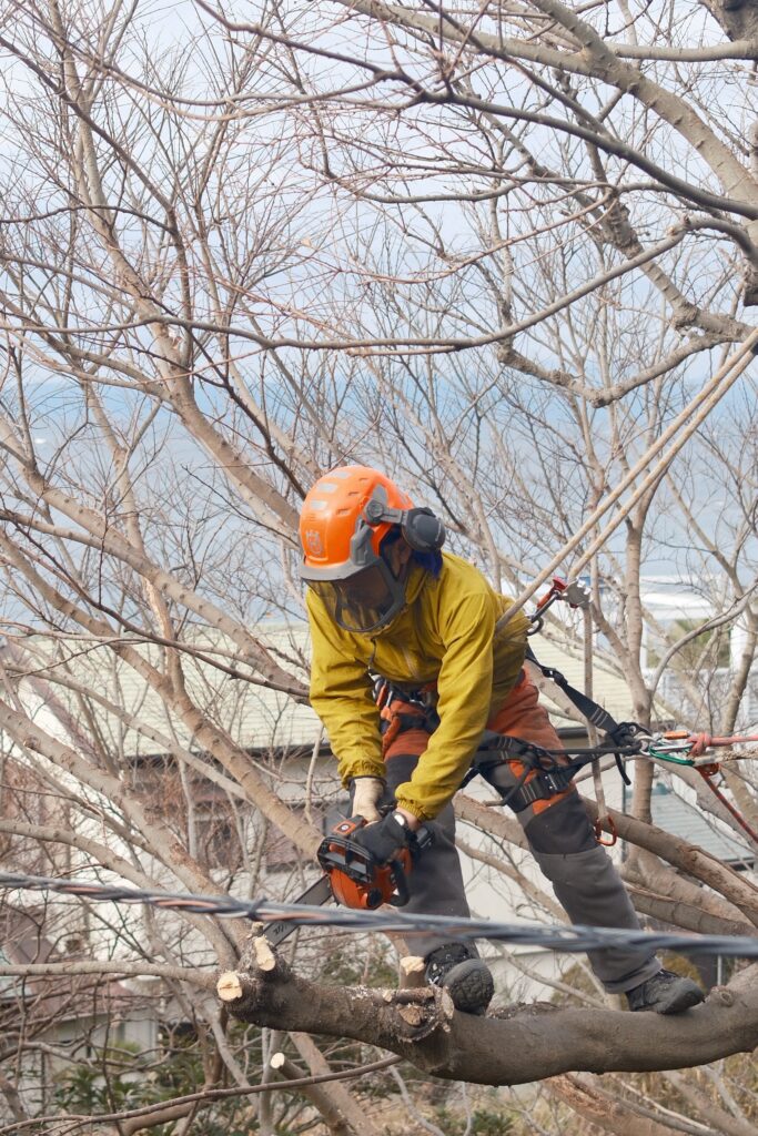 秋谷で特殊伐採