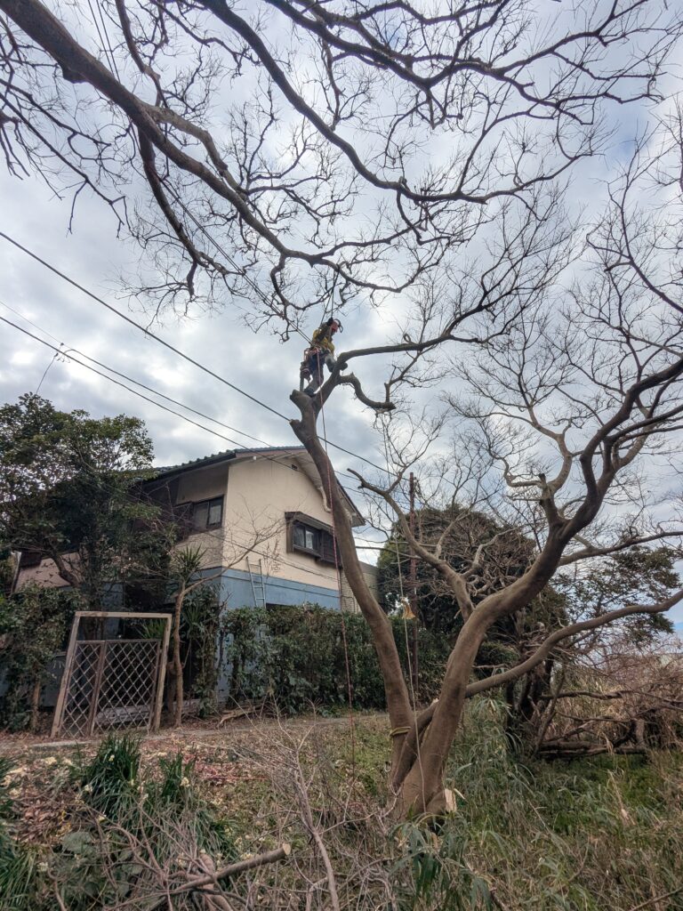 秋谷で特殊伐採