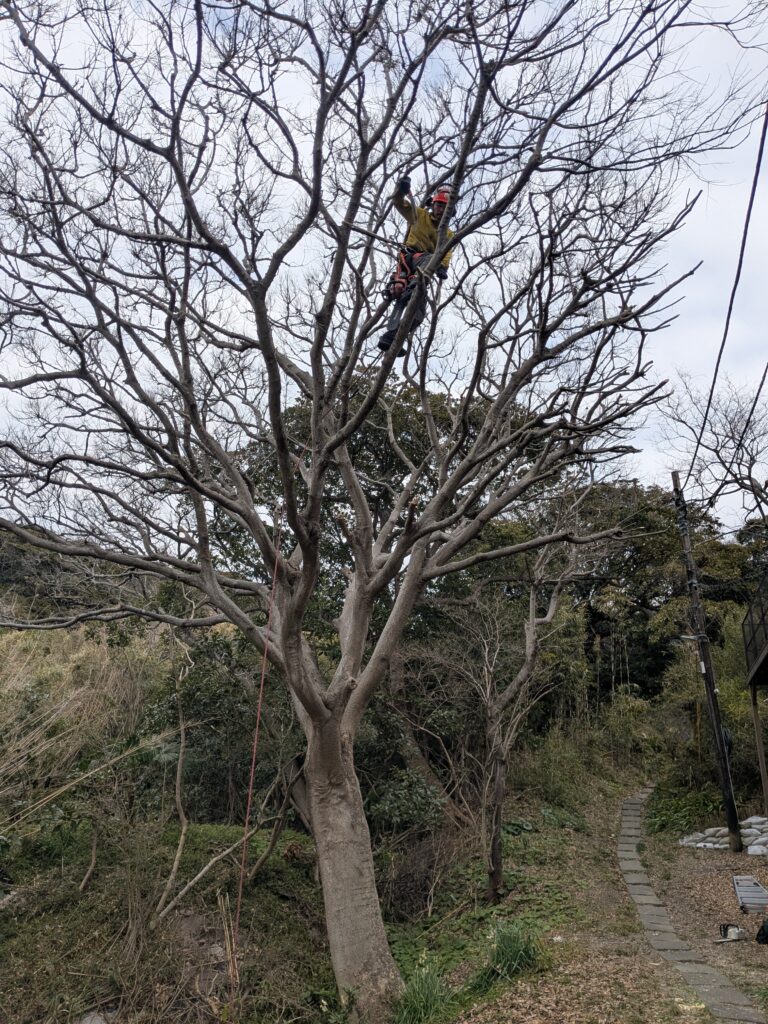 秋谷で特殊伐採