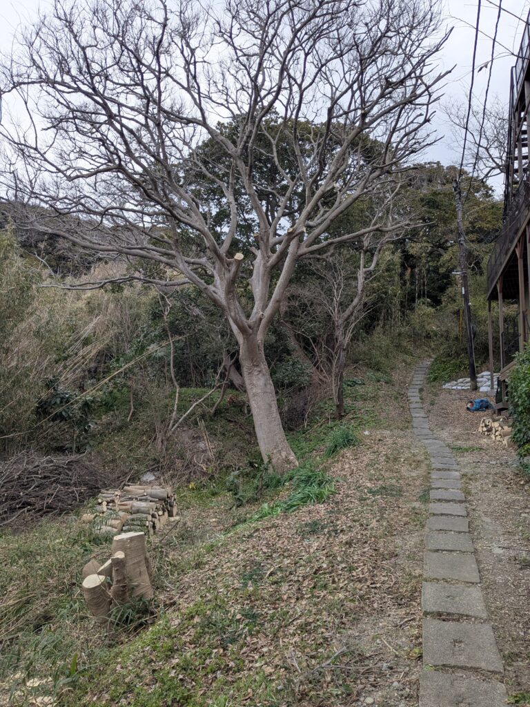 秋谷で特殊伐採