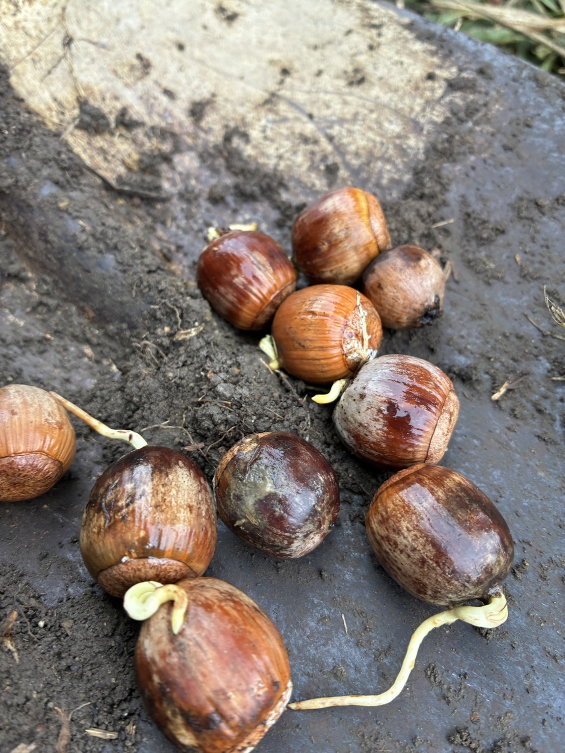 唐木作の畑・苗木生産