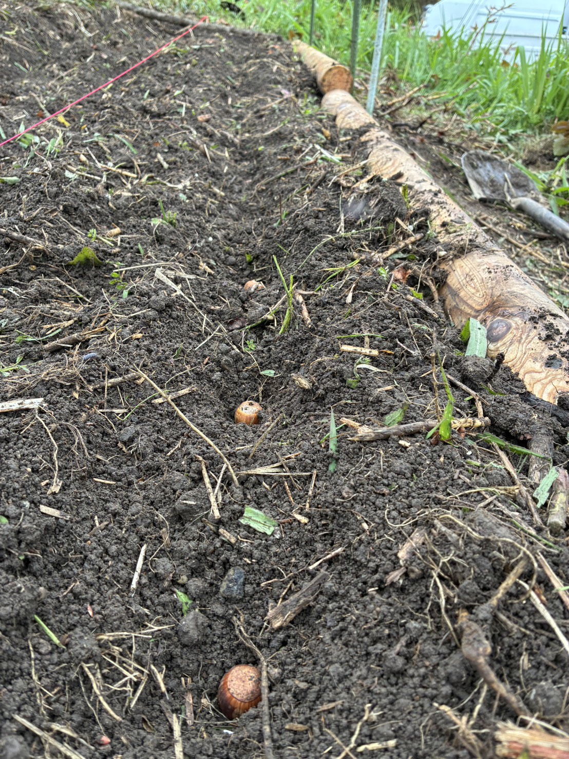 唐木作の畑・苗木生産